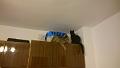 2016-04-23 18.00.27 - Inka i Misia